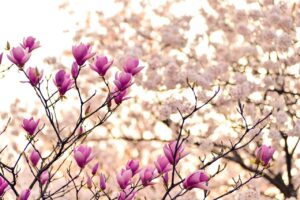 保育士がモンテッソーリ園へ転職する際のポイントは？